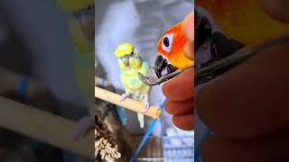 #birds #parrot #앵무새 #앵무새집사의일상 …