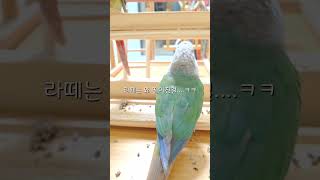 앵무새럭키라떼의마호가니뜯는시간 #shorts #코뉴어 #럭키라떼 #parrot #마호가니 #반려조