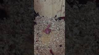 뉴기니아 와 마카우 뉴기니아 새끼 2일차 2019042…