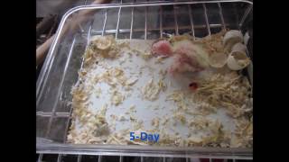 Photographs About The Development Of Cockatielfor 35 days (왕관앵무새)  Parrot