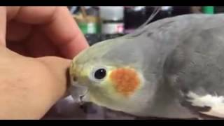 계속 쓰담쓰담 해달라는 앵무새