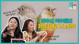 앵무새 키우기 어렵지 않아요! 앵무새 키우기 팁 & 노하우 [더쿠랩]