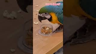 청금강 이유식 끊을까? #청금강