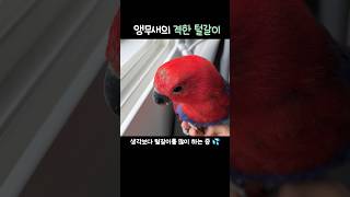 앵무새의 격한 털갈이 과정            #뉴기니아#앵무새#뉴기니아앵무새#eclectus #eclectusparrot #parrot #birds #shorts#bird