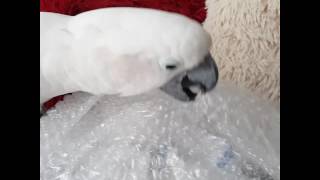 엄브렐라코카투 태식이 새로운 놀이