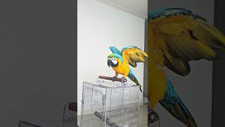 앵무새#청금강코니#홍금강유니#연호