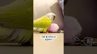 엥 딱따구리 아닙니다 #코뉴어 #앵무새