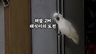 해발 2M 등반하는 앵무새 진짜웃겨요