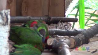 새들의 난투극 ( Rainbow Lorikeet Fig…