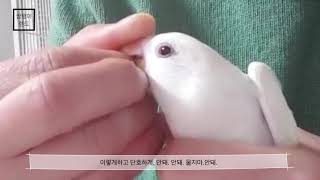 [아직도 물어요?] 앵무새 입질 교정 노하우 - 모란앵무 편