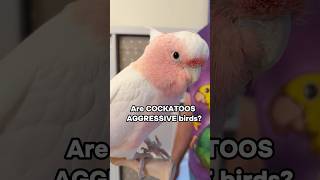 Are Cockatoos Aggressive Birds?