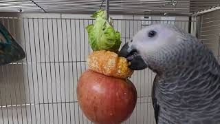 5개월 회색앵무새 식탐