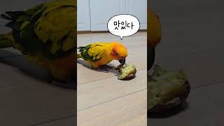 고구마 먹는 썬코뉴어#썬코뉴어 #cute#birdslo…