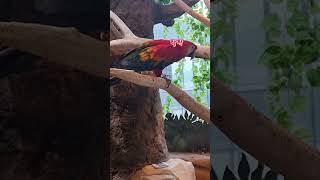 홍 금강 앵무 쇼츠