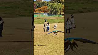 올림픽공원에 나타난 앵무새들 하늘을 날고 있어요 ! #…