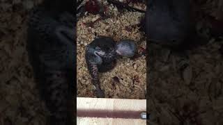 뉴기니아 와 마카우 뉴기니아 새끼 20일차 201905…