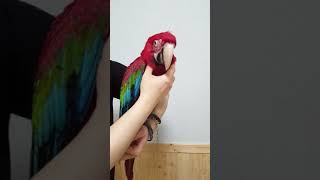 홍금강 앵무새 터치하기