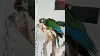 Chica op haar speelboom