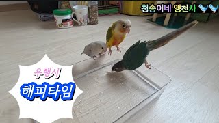 앵무새들은 부리로 수온을 체크, 목욕타임 ,코뉴어앵무새 와 모란앵무새 ^^