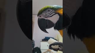 루카 배 먹방 #shorts #청금강 #asmr