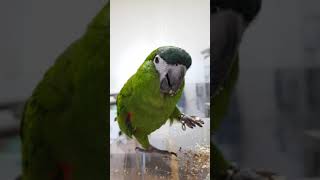 한스마카우 쌈바 : 대장님 간식 먹는시간 ^^