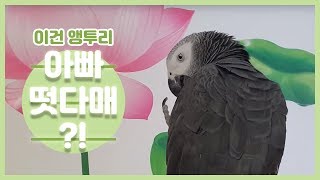 연구대상말하는회색앵무새 똘이는 매일매일새로운말을배워요