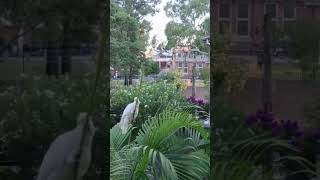 CockatooBird#cockatoo#호주코카투#시드…