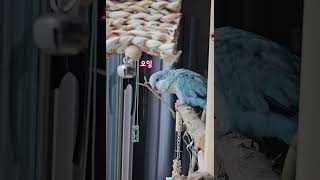 [퀘이커 앵무] 신기방기 | 바깥세상 #parrot #…