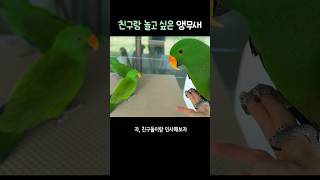 친구랑 놀고 싶은 앵무새 | 내향앵 뚜비?       #뉴기니아앵무새#뉴기니아#앵무새 #eclectus #eclectusparrot #parrot #birds #shorts