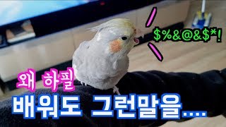 앵무새 꼬꼬가 드디어 말을 하기 시작했는데.... 놀라…