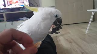 코카투 앵두 내빵 내놔 ~ㅡㅡ^