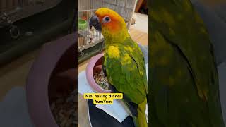 #cutebirds #mypet #nini #sunco…