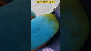 잣 훔쳐먹을 생각에 신난 루카 #parrot #앵무새 #macaw #청금강 #청금강앵무새 #animal #동물 #마카우