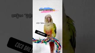 앵무새가 청양고추를?! 학대아니예요!!#코뉴어#코뉴어일상#앵무새#말하는앵무새#청야고추#맵부심