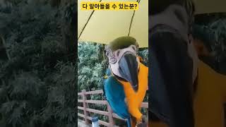 다 알아들을 수 있는분? #앵무새 #청금강 #청금강앵무…