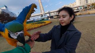 청금강 앵무새 비행 연습 산책 윙컷아마존 적응