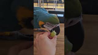 #청금강 #말하는앵무새 #맛있다 #알았어 #만세 #앵무…