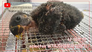 뉴기니아앵무(eclectus)와 함께했던  60일간의 …