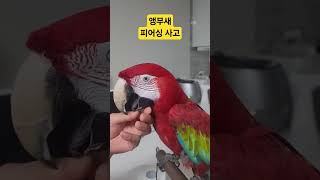 앵무새 사고 #birds #duet #홍금강앵무새 #홍금강앵무새 홍주 #앵무새 장난감 사고주의