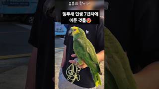 [수리] 앵무새 인생 7년차에 이룬 것들 / #말하는앵무새 #아마존앵무 #앵무새키우기