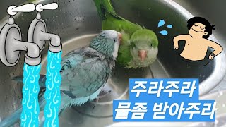 퀘이커앵무새 순도리♡부츄 ( 주라주라주라~목욕 물주라??)