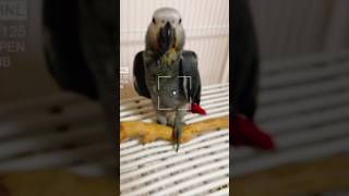 회색앵무새 이유조 루카는 하루하루가 달라지는 모습이네요…