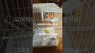 오래된 나리 집 교체에 대한 구독자 생각은? #birds #반려동물 #parrot #코뉴어앵무새 #루티노퀘이커