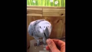 왕관하우스의 말하는 회색앵무