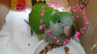 퀘이커앵무새 순도리♡부츄 (부츄는 35일째 성장중)이유조