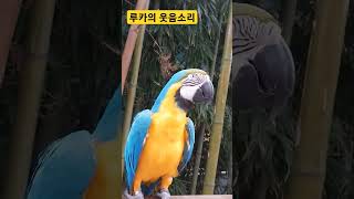 루카의 웃음소리 #청금강 #청금강앵무새 #마카우 #parrot #macaw #앵무새 #동물 #반려동물 #애완동물 #animal #루카 #산책