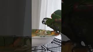 #목욕 못하는 앵무새