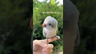 원숭이 소리 같기도 하고..❗️리드줄 했어요❗️#퀘이커…