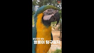 청금강앵무 뾰롱이 탐구일지 #shorts