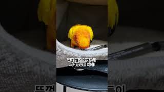 써니의 자신감 넘치는 태도가 멋져부러~~#썬코뉴어 #parrot #앵무새 #뚜껑 #cap #자신감 #confidence #태도 #attitude #써니